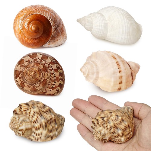 5pcs large hermit - 5pcs,