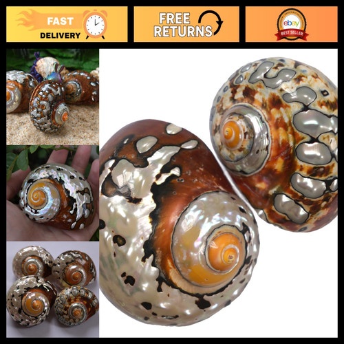 2pcs hermit crab shells large - hermit,