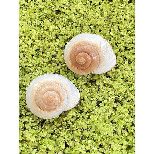 Pair medium crab shells - crab,